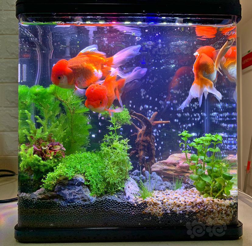 我的这个金鱼可以和这些草一起养吗