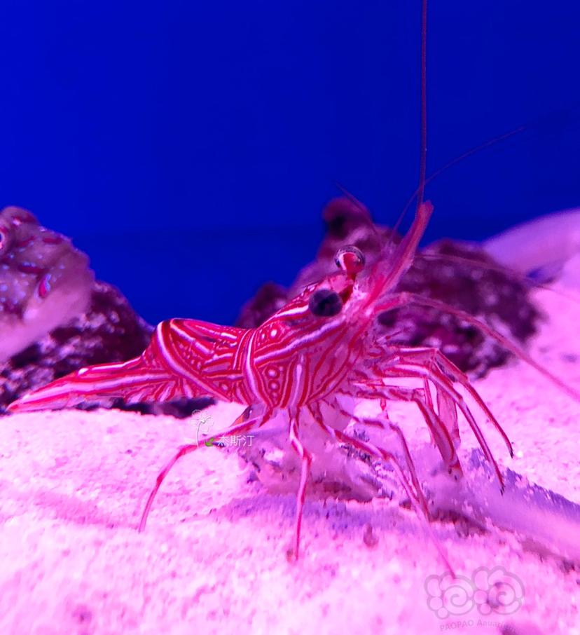 机械虾 学名红斑活额虾-图3