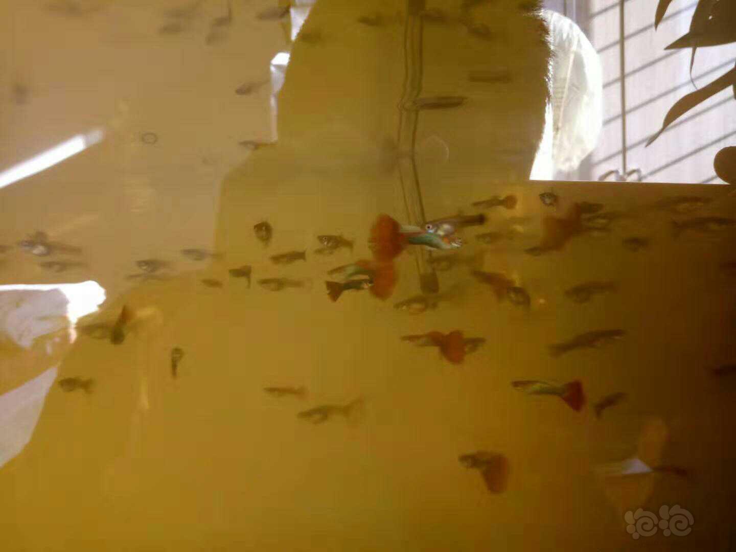 孔雀鱼淘汰缸-图1