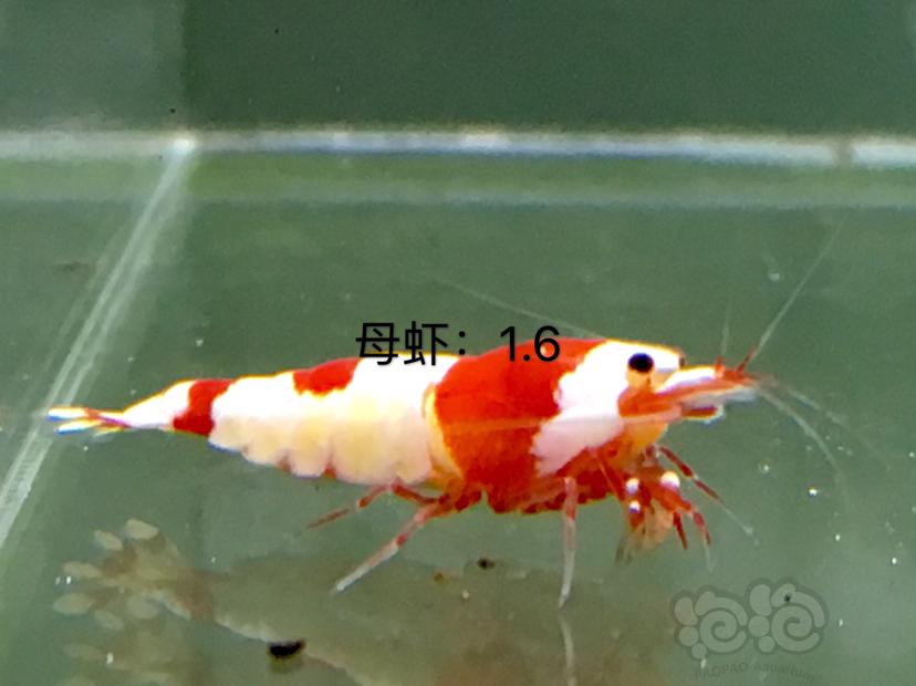 【虾】2020-01-07#RMB拍卖四公十母繁殖组-图3