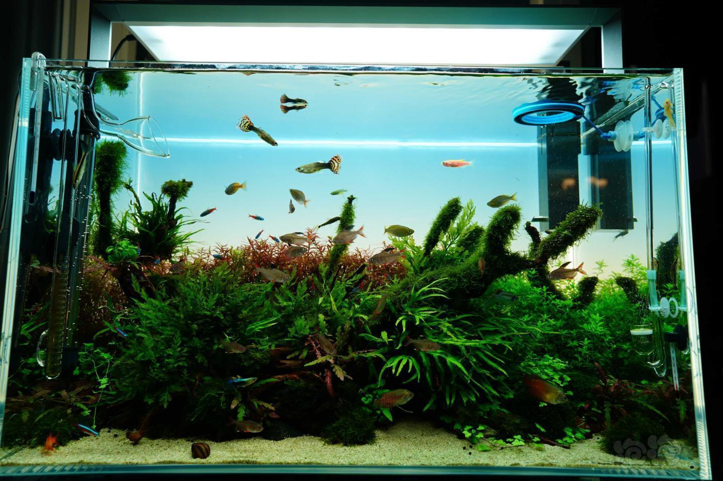 春节宅家拍草缸,大片来袭 - 泡泡水族