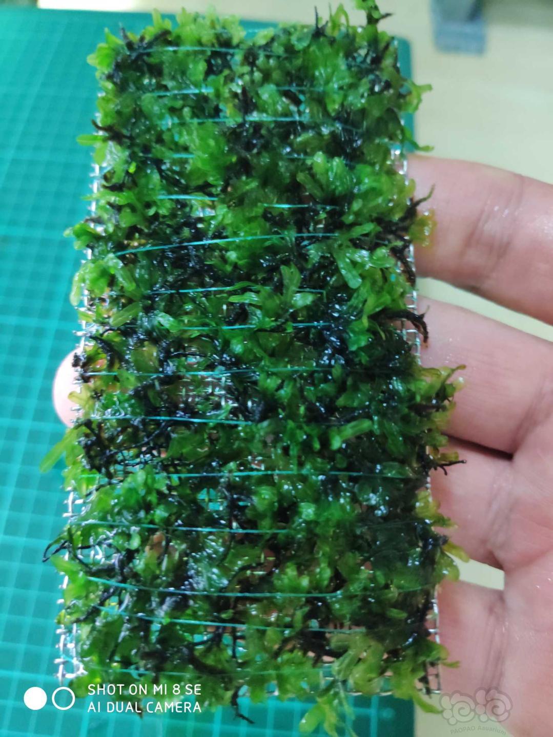 【水草】2020-01-04#RMB拍卖状态超好的厚板翅脉蕨1片-3-图2