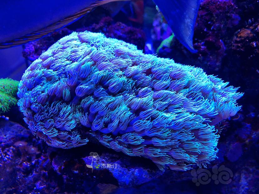 美丽的珊瑚🐝-图3