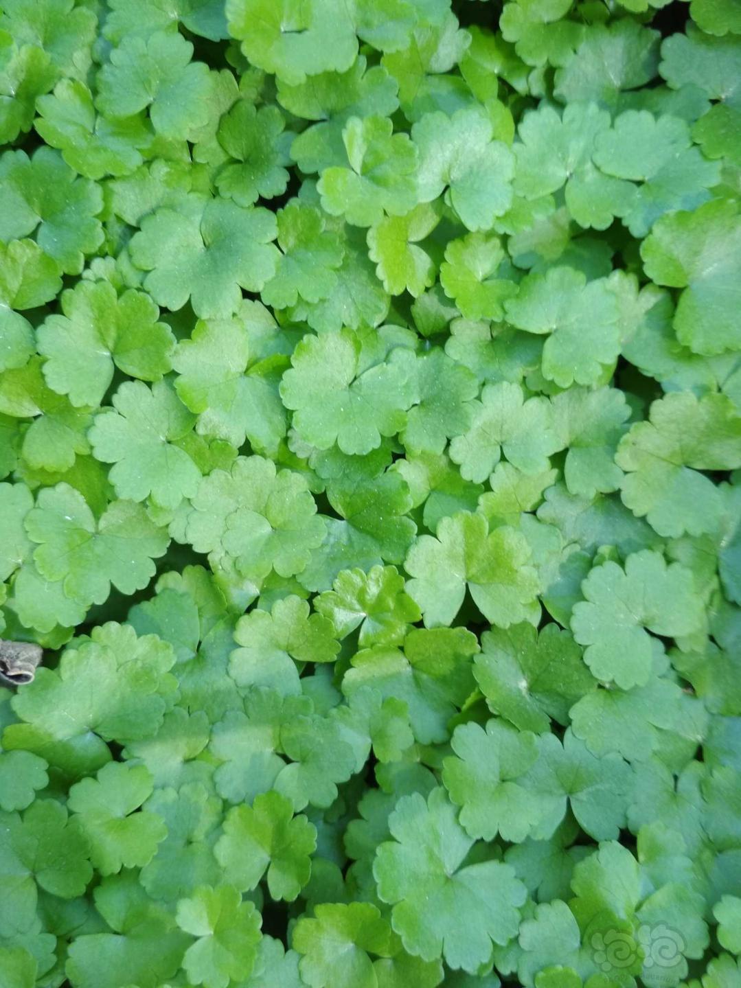 天湖葵成遍真美