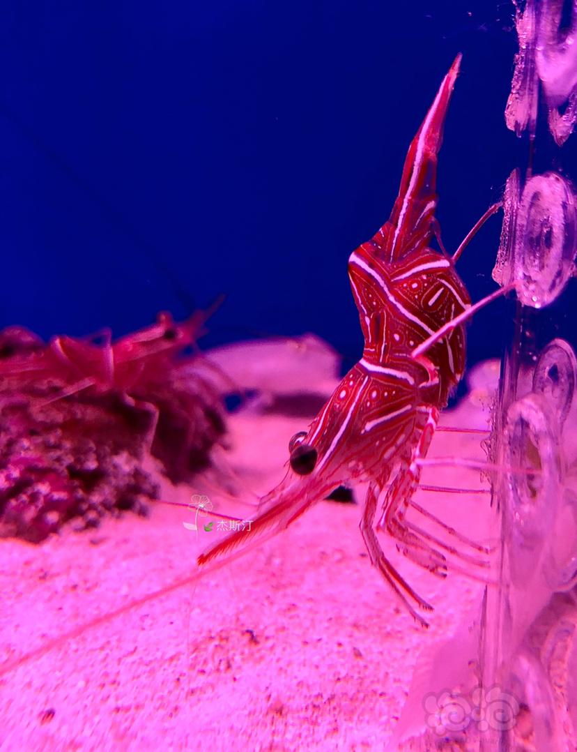 机械虾 学名红斑活额虾-图2