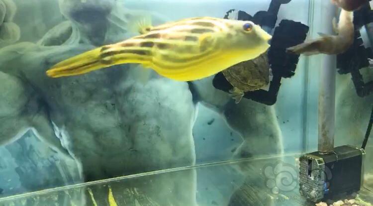 淡水狗头斑马狗头外号黄狗子哈哈