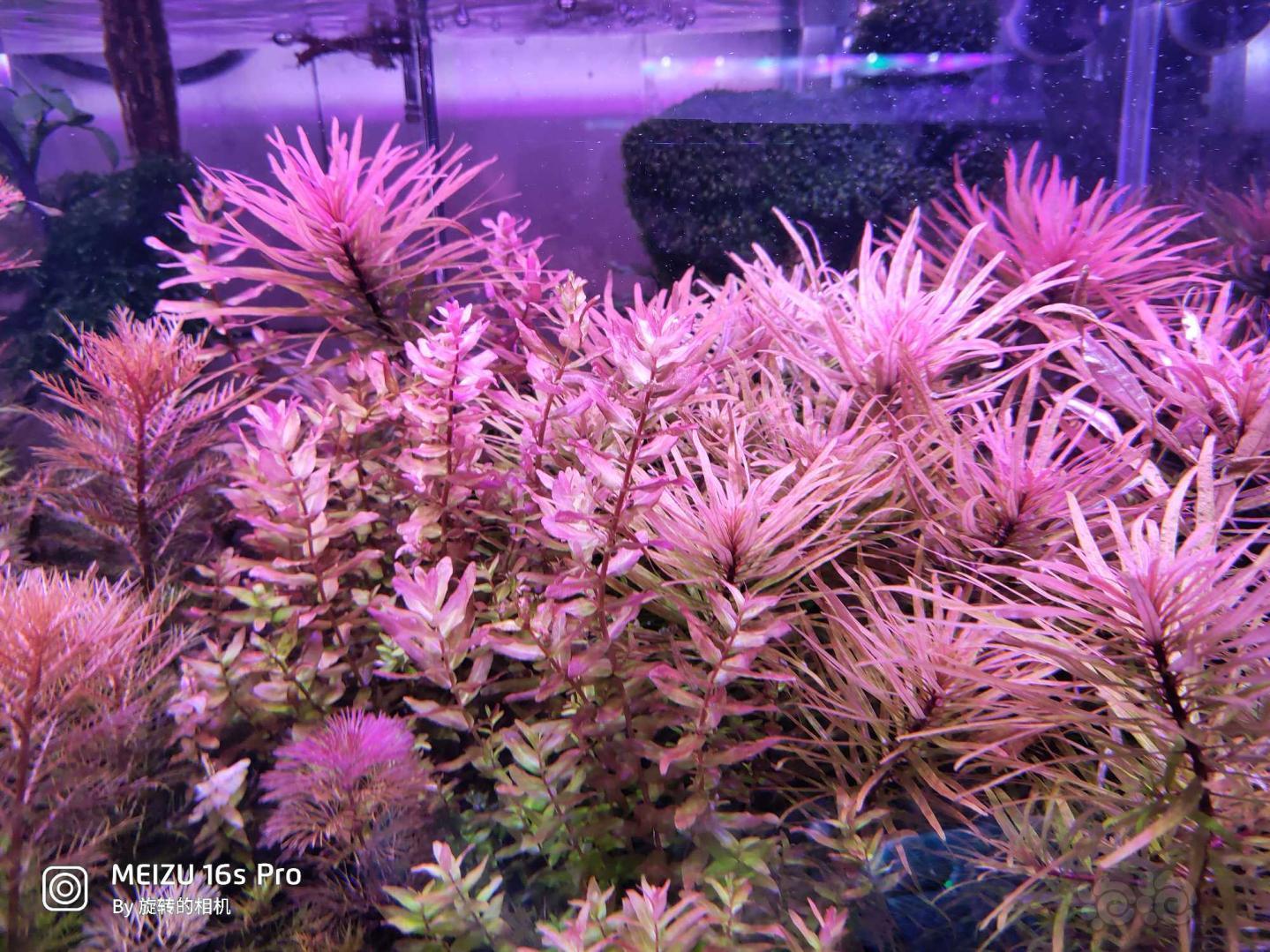 出一份水草红雨伞绿绿蝴蝶古巴叶底红螺旋烟花