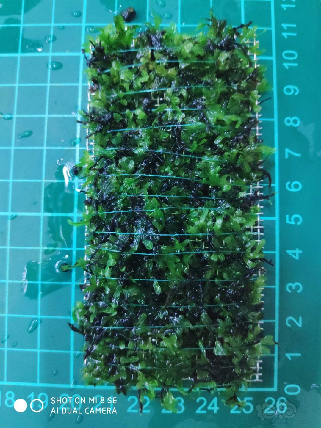 【水草】2020-01-04#RMB拍卖状态超好的厚板翅脉蕨一片-1-图3