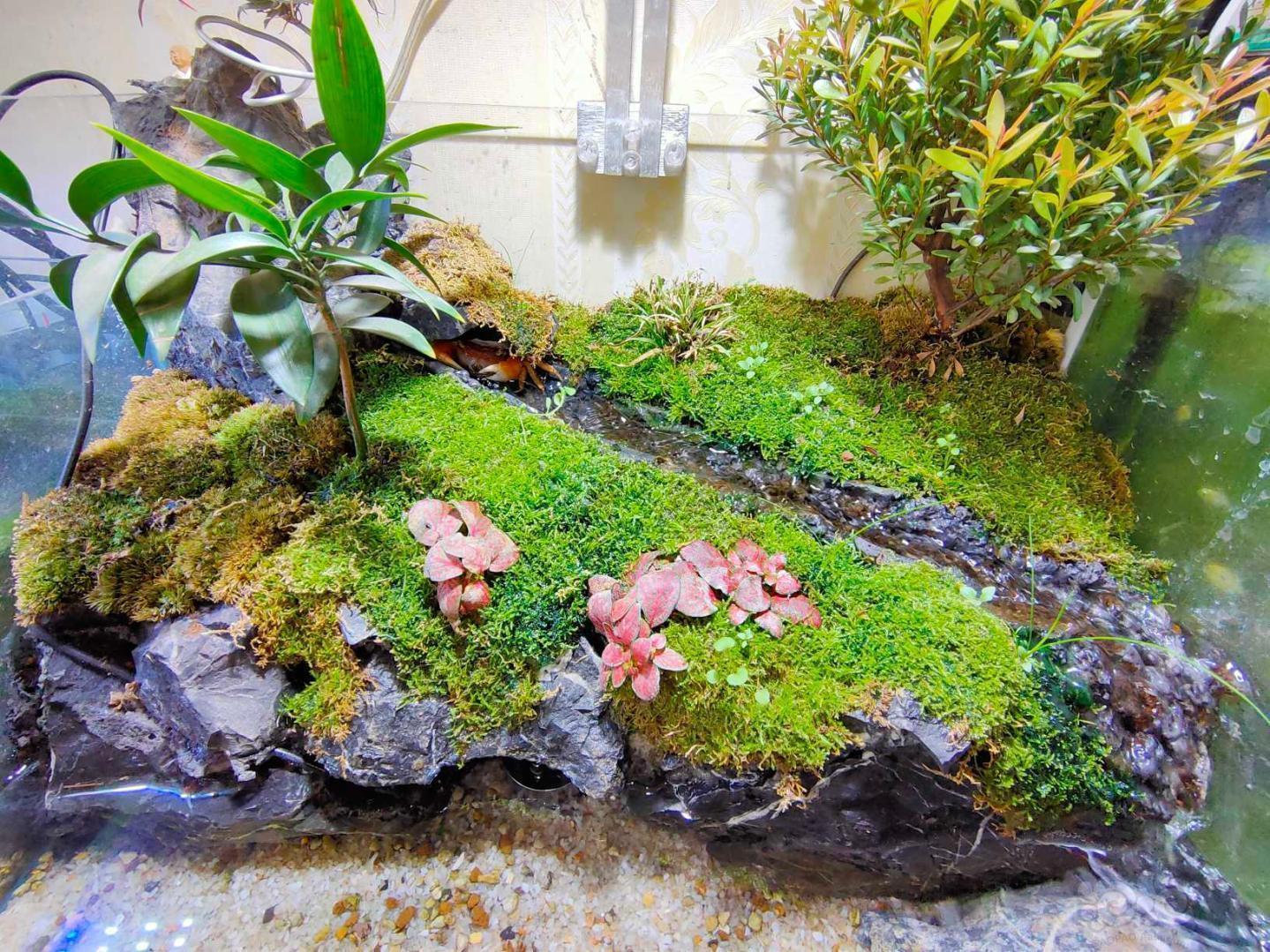 水陆水陆缸玩耍一下