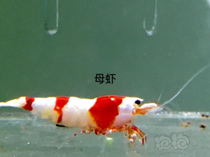 【虾】2020-01-01#RMB拍卖三公七母繁殖组-图5