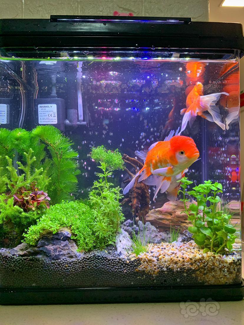 我的这个金鱼可以和这些草一起养吗