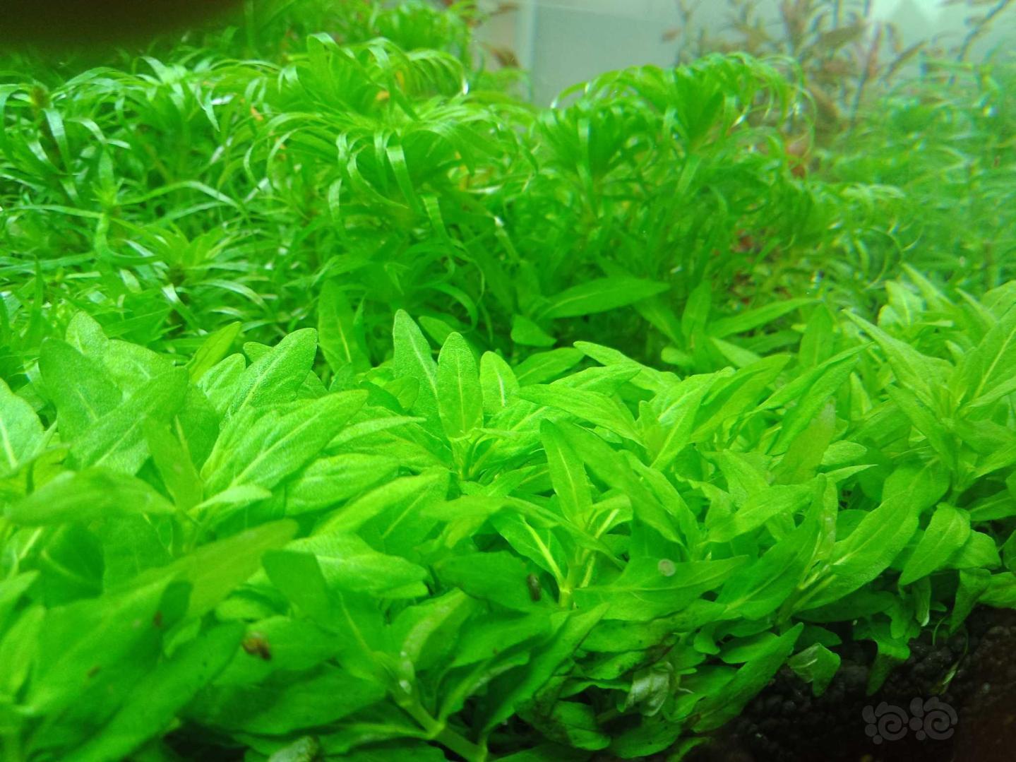 打头荷兰草年前最后一份