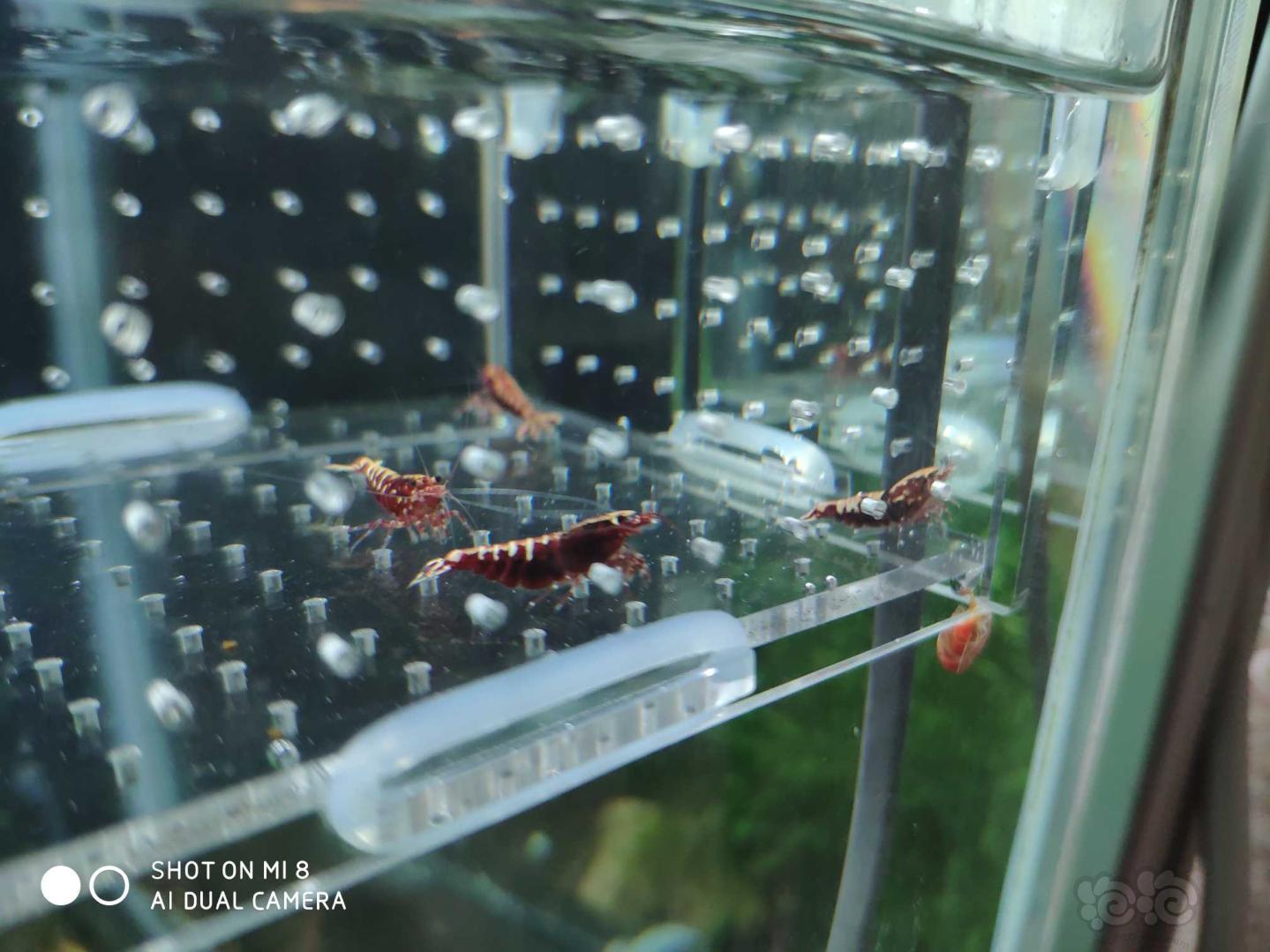 【虾】2020-01-02#人民币拍卖红银河水晶虾一份4只-图2