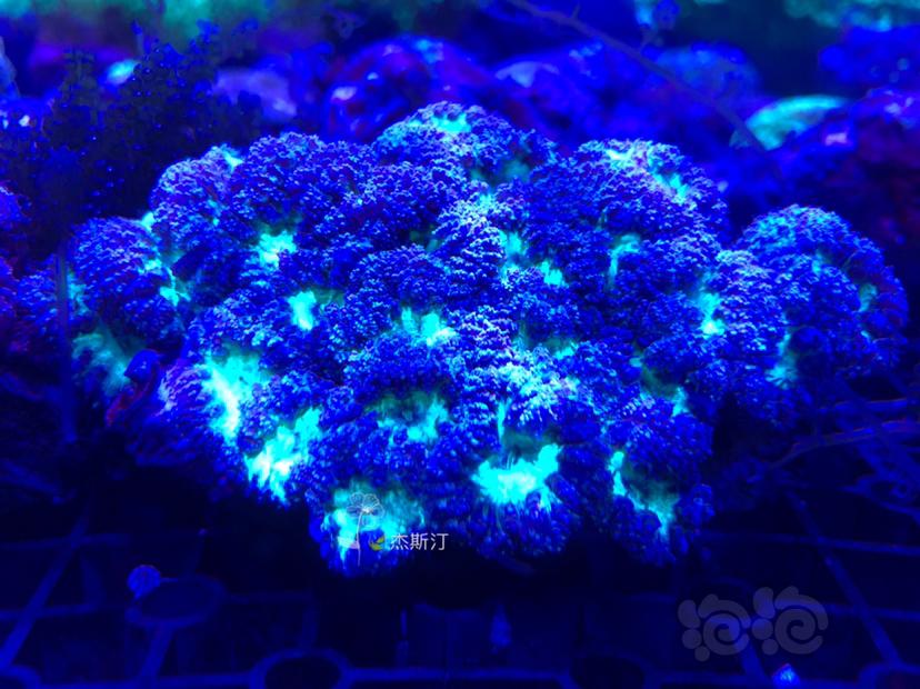 美丽的珊瑚来了-图6