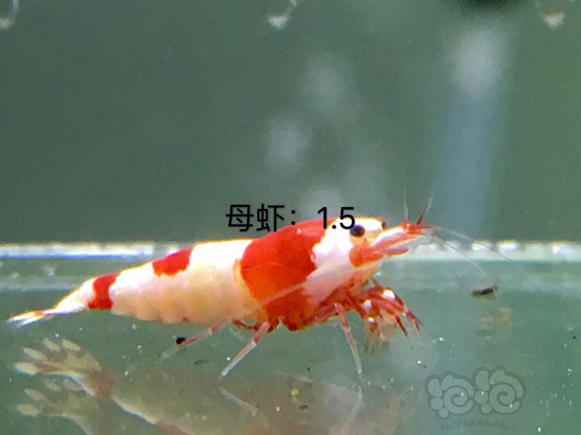 【虾】2020-01-07#RMB拍卖四公十母繁殖组-图5