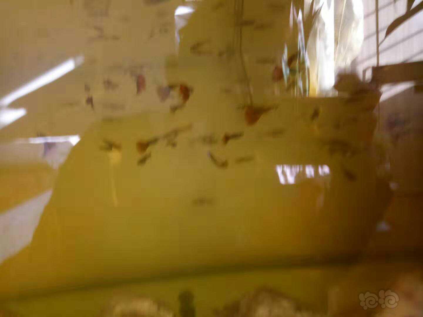 孔雀鱼淘汰缸-图3