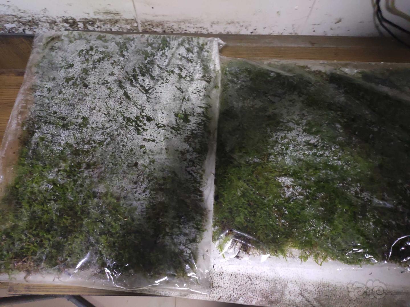 【水草】出售两片水陆缸造景苔藓植物-图4