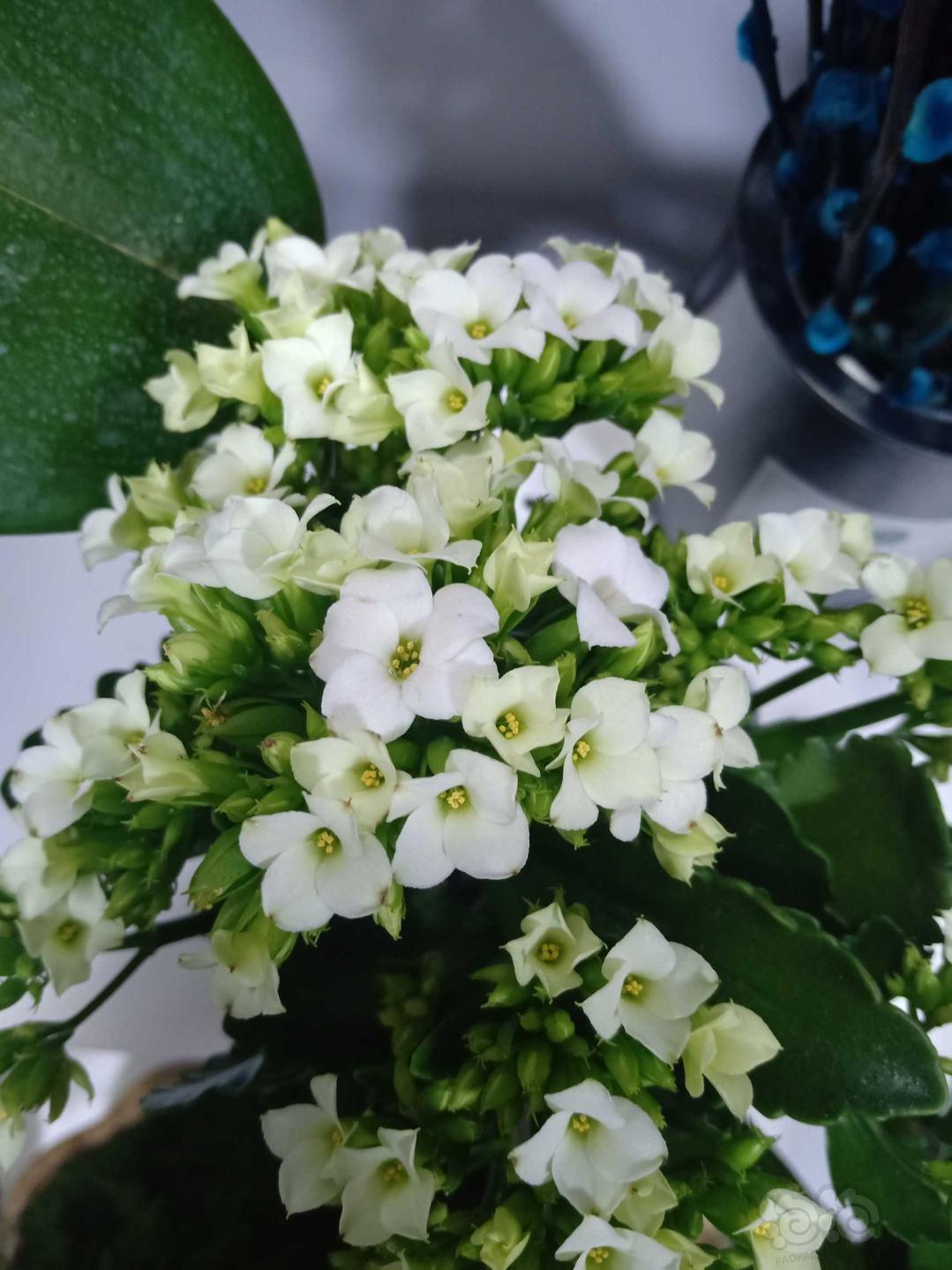 【盆栽】白色长寿花。-图1
