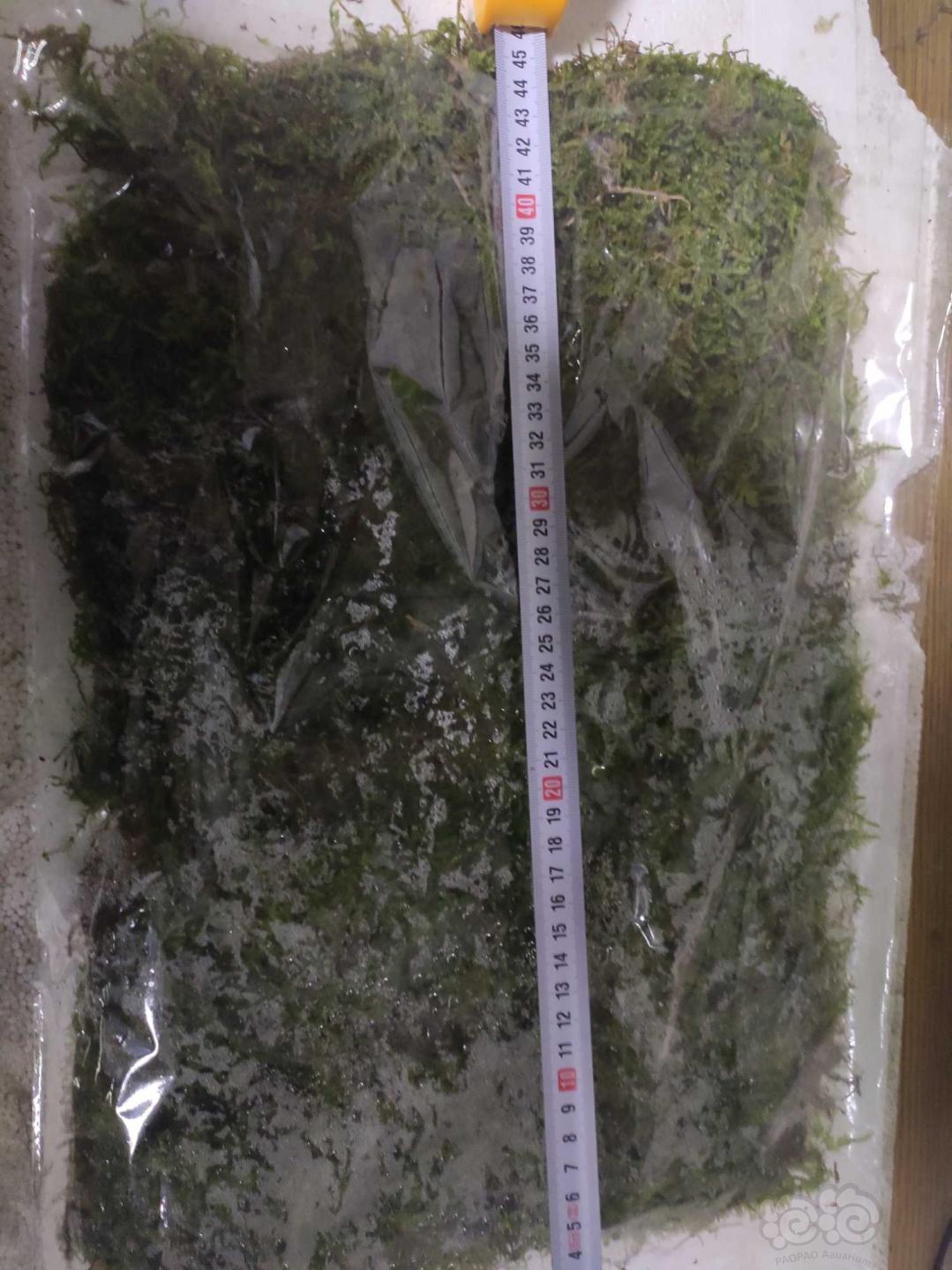 【水草】出售两片水陆缸造景苔藓植物-图6