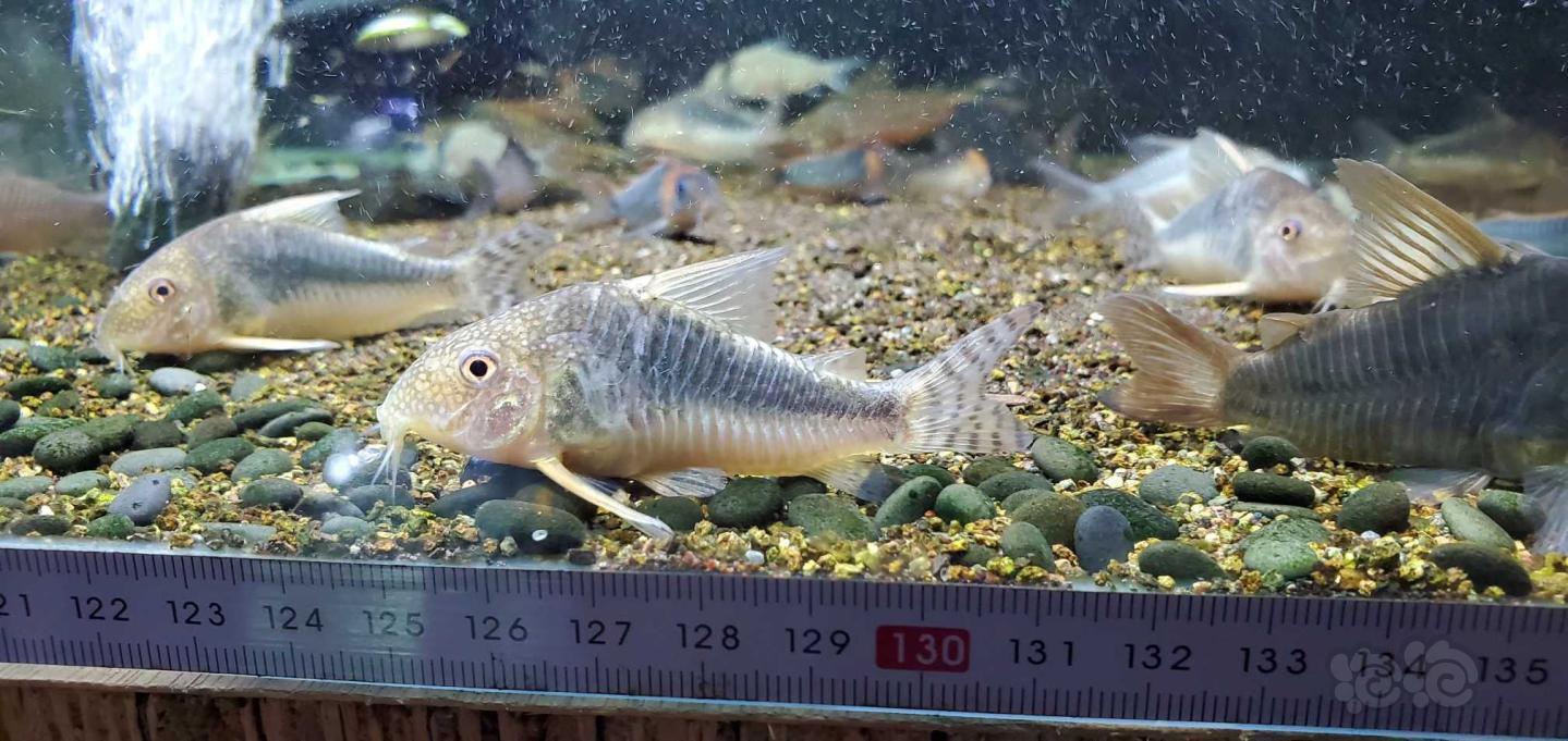 【魚類】鼠魚,異形,橙兔螺,飼料