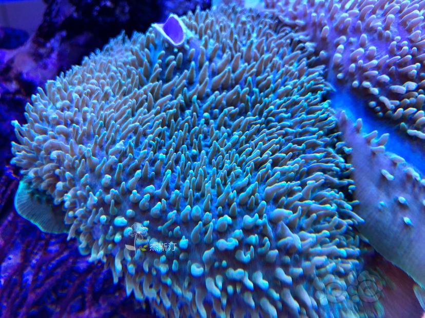 美丽的珊瑚🐝-图5