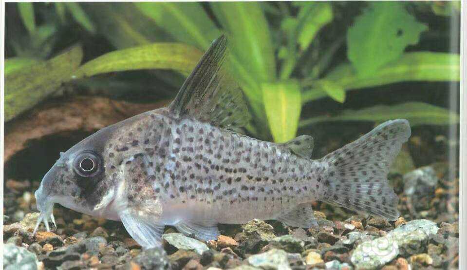 【鼠鱼】白豹鼠鱼ii型简介-图2