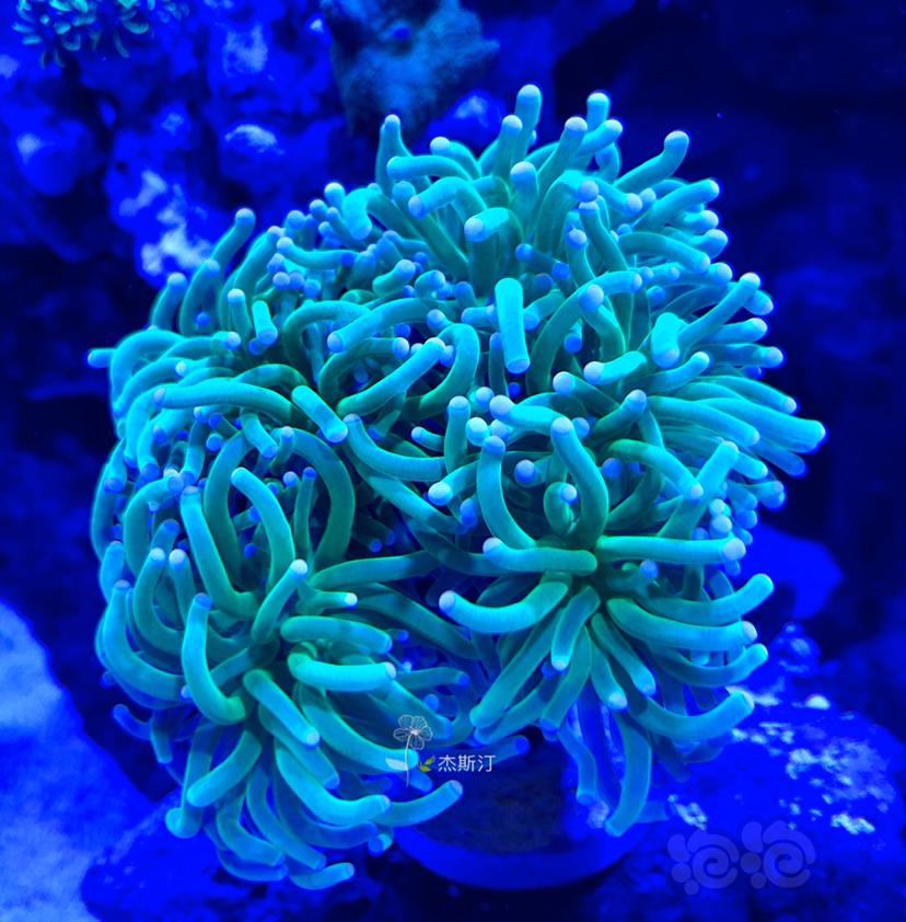 美丽的珊瑚🐝-图8