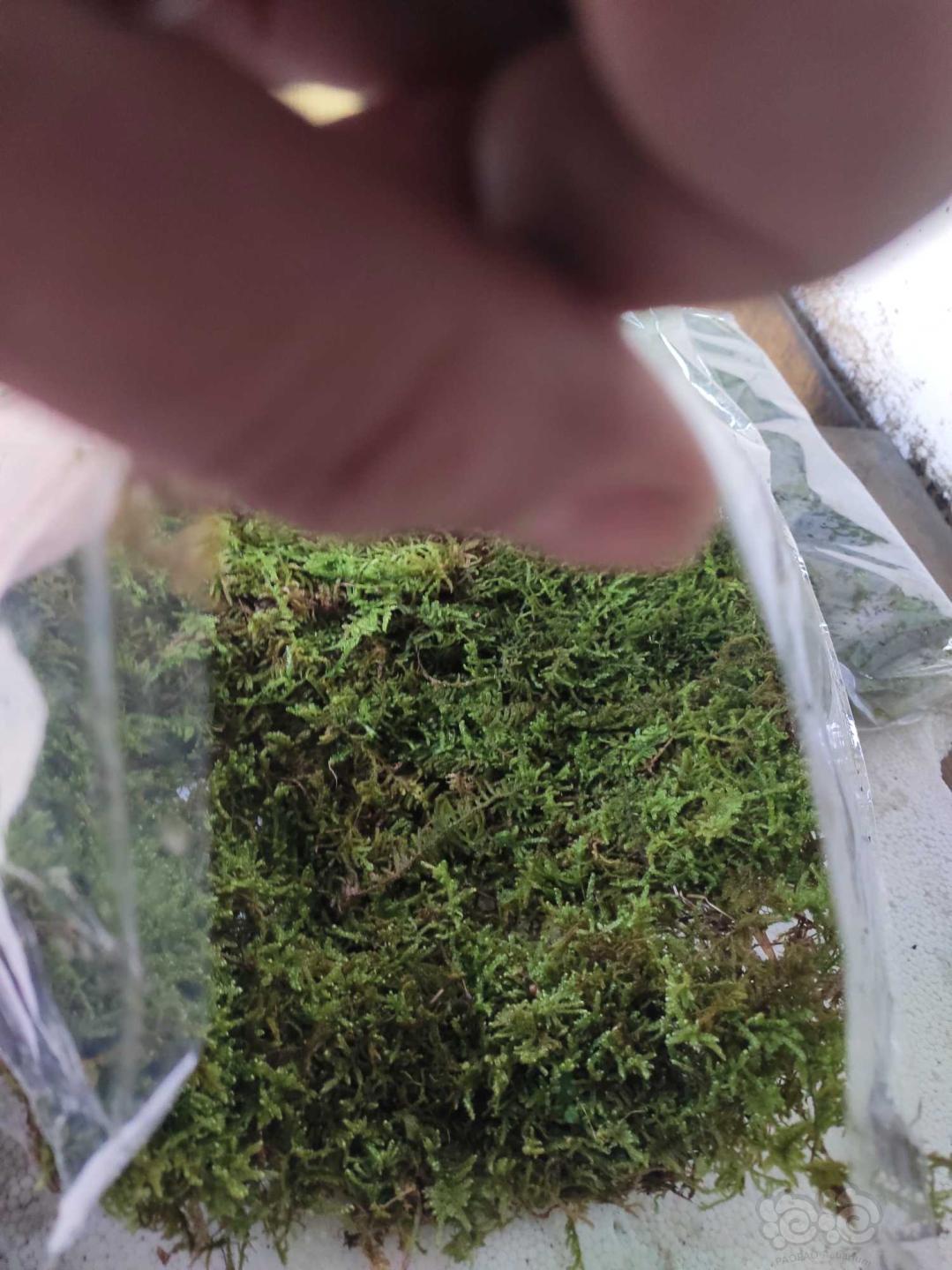【水草】出售两片水陆缸造景苔藓植物-图3