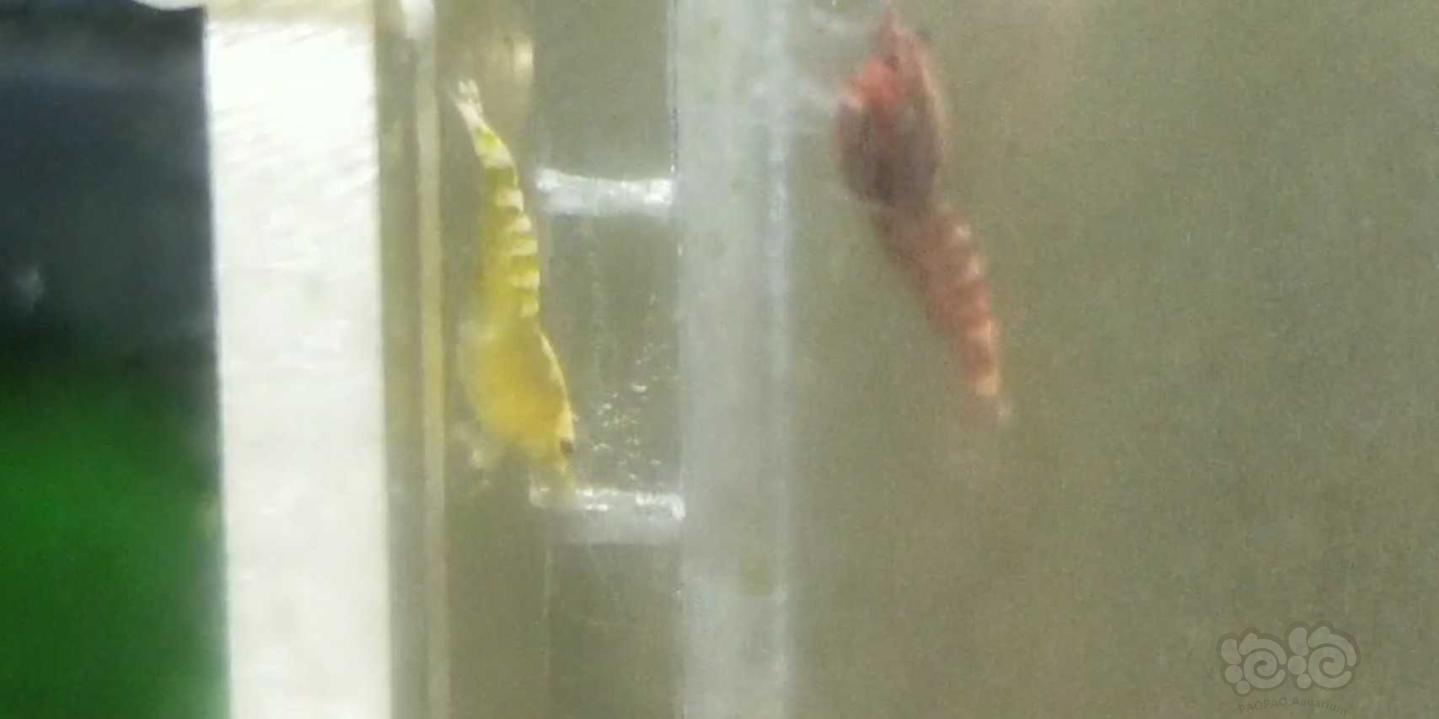 GEF繁殖黄色鱼骨水晶虾-图1