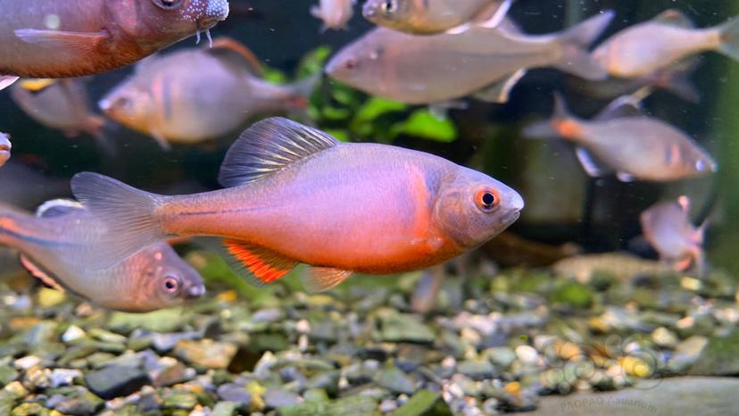 细鳞华鰟鮍西南火山鰟鮍