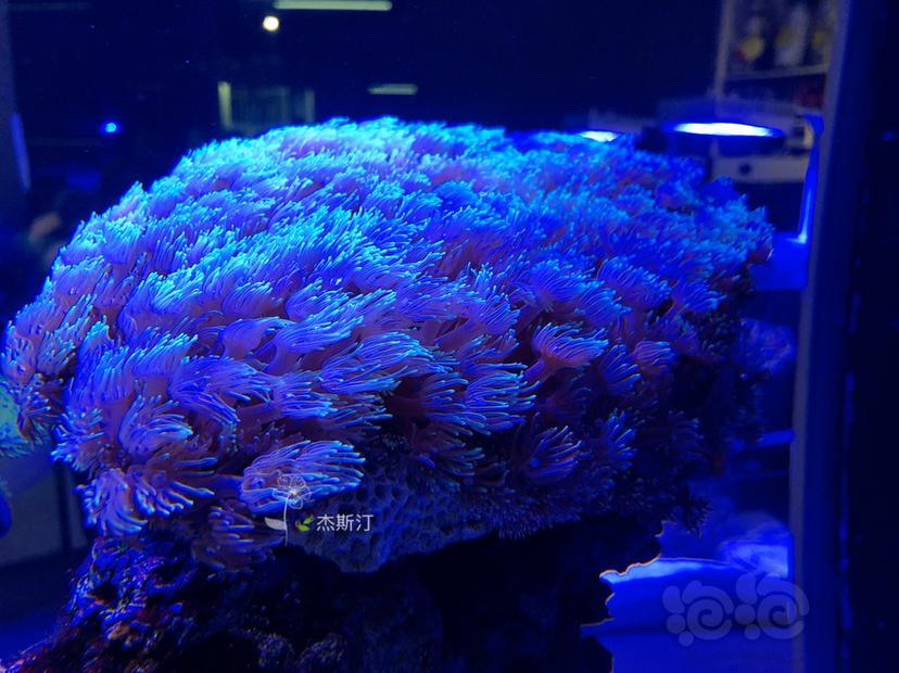 美丽的珊瑚🐝-图4