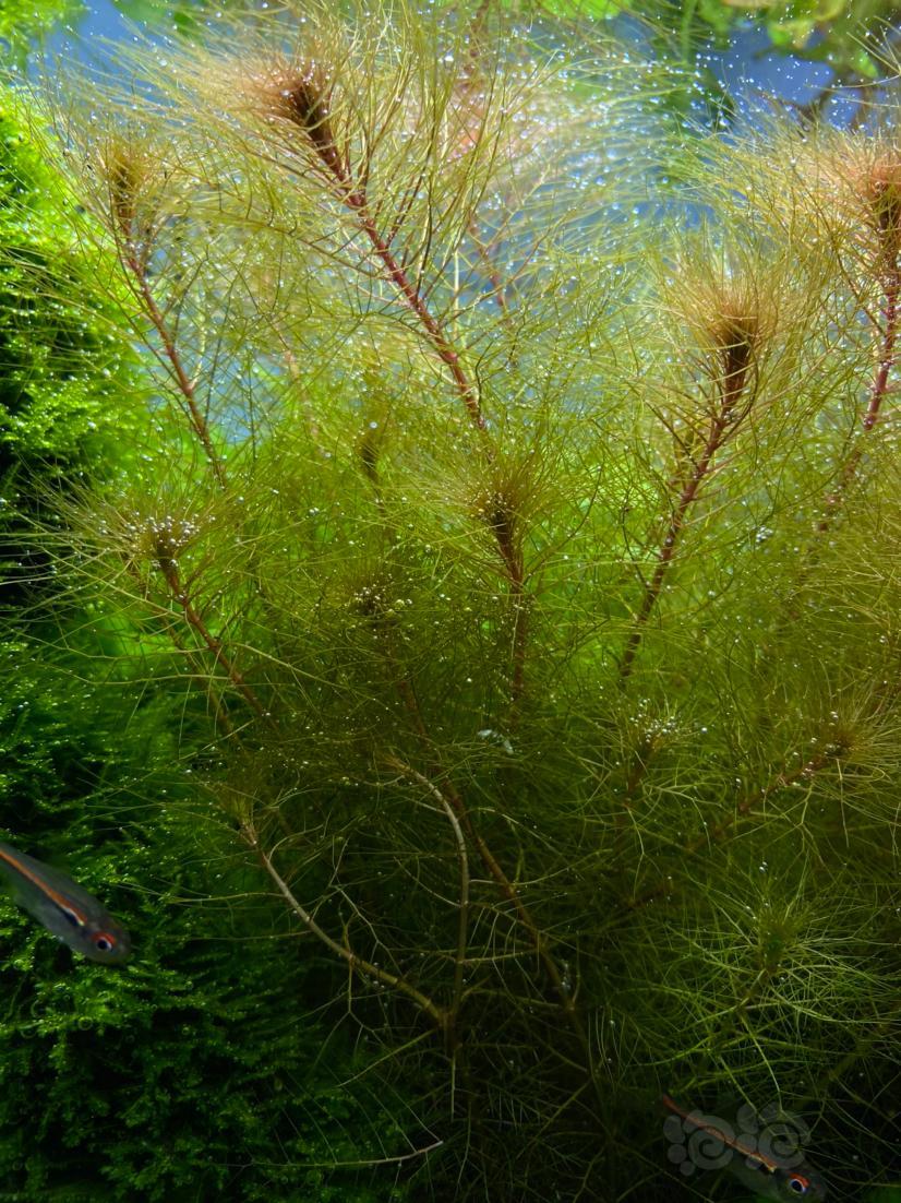 乌苏里聚藻会不会长水上叶?