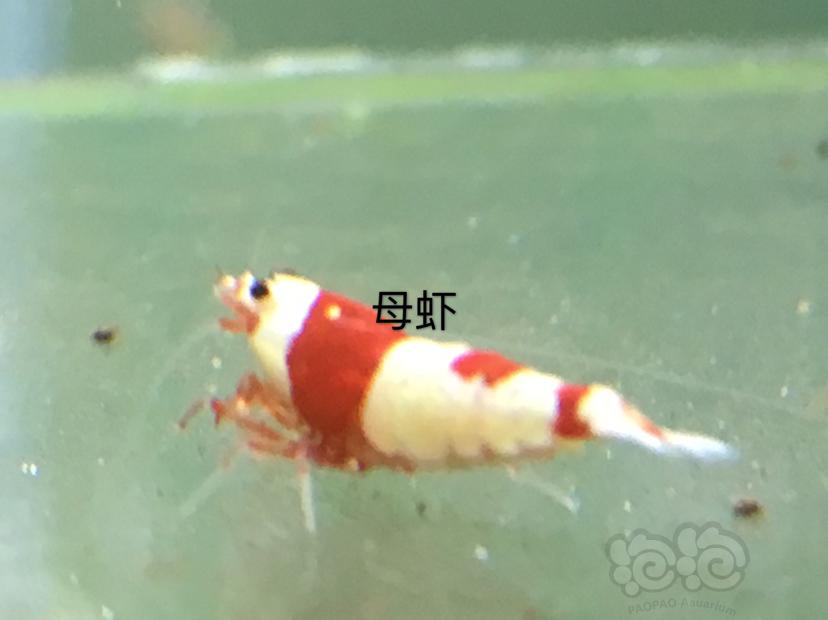 【虾】2020-01-01#RMB拍卖三公七母繁殖组-图9
