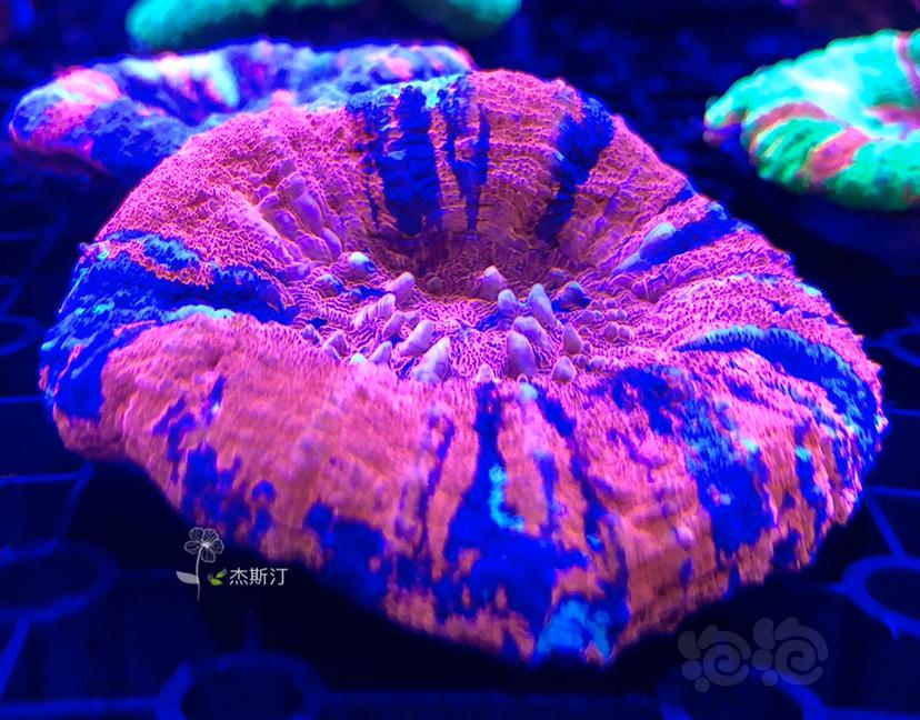 美丽的珊瑚👍🏿-图8