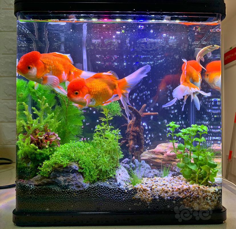 我的这个金鱼可以和这些草一起养吗