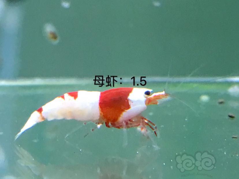 【虾】2020-01-07#RMB拍卖四公十母繁殖组-图7