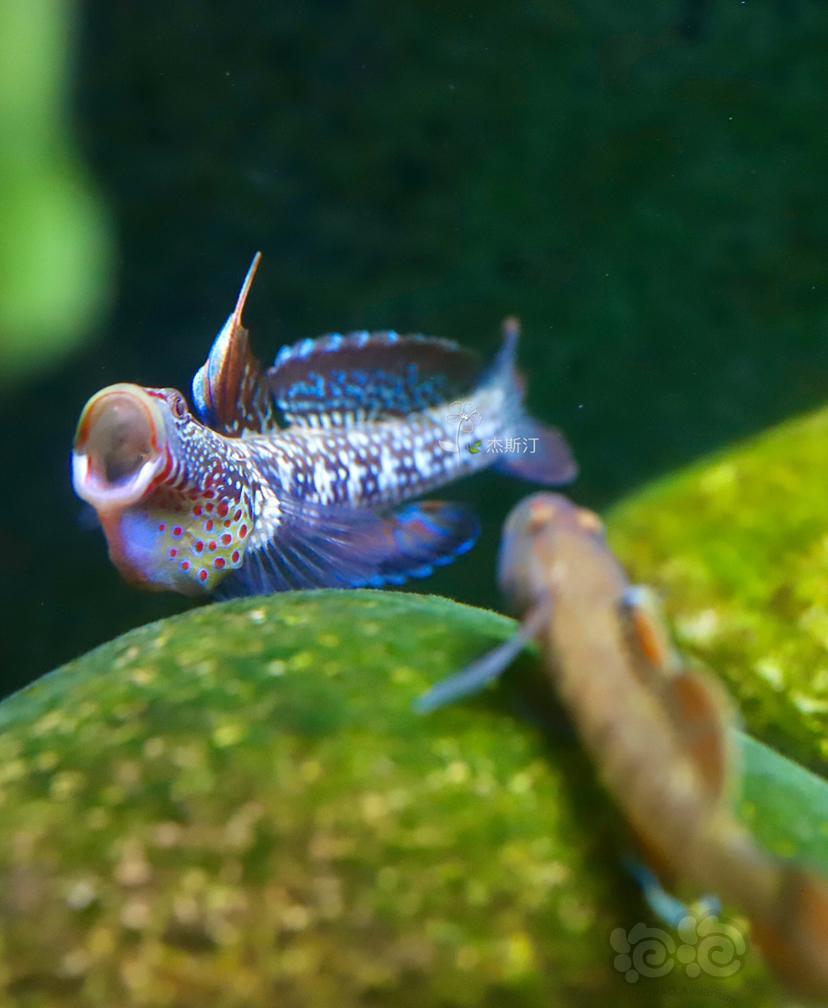 纹腮虾虎就是漂亮