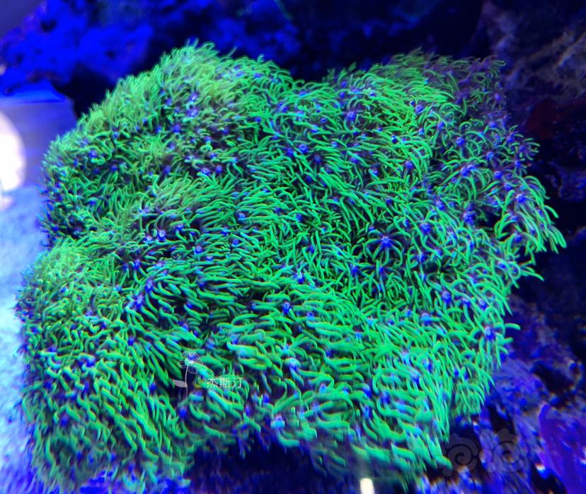 美丽的珊瑚🐝-图6