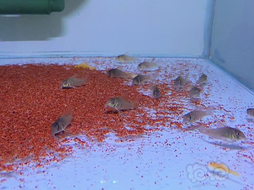 【鼠鱼】新开45方红帆鼠鱼缸-图5