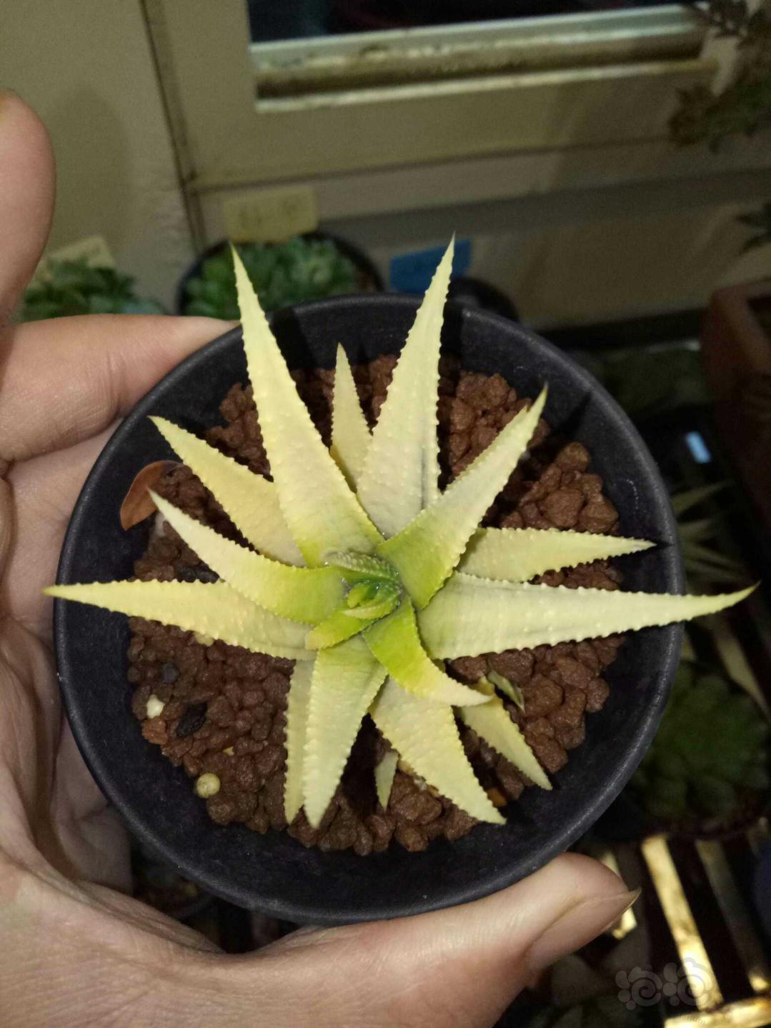 十二卷硬叶锦化的变异