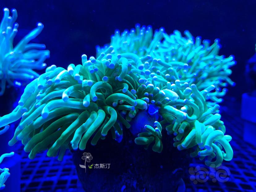 美丽的珊瑚👍🏿-图3