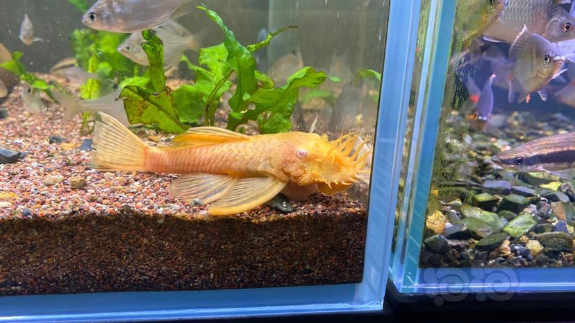 其它雪花胡子种鱼