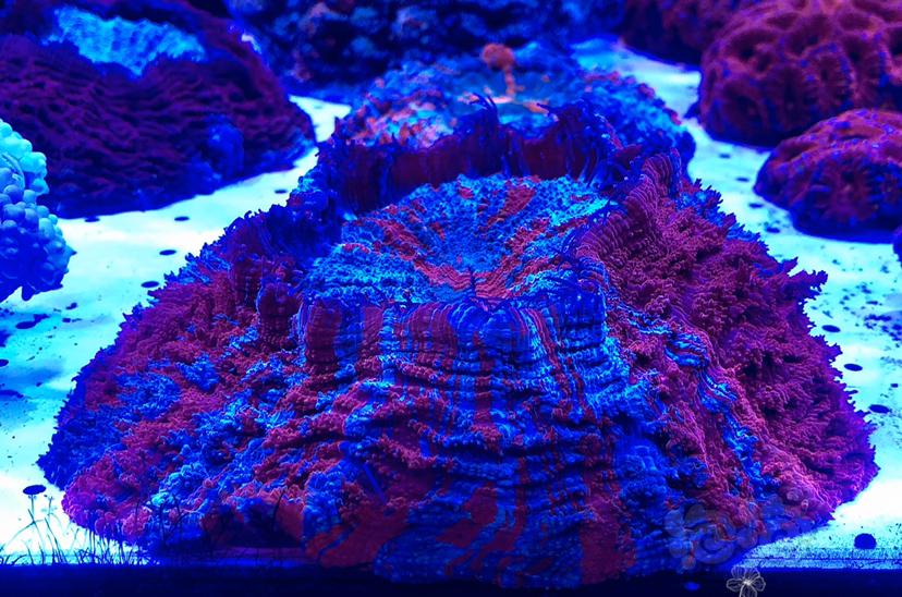 美丽的珊瑚👍🏿-图2