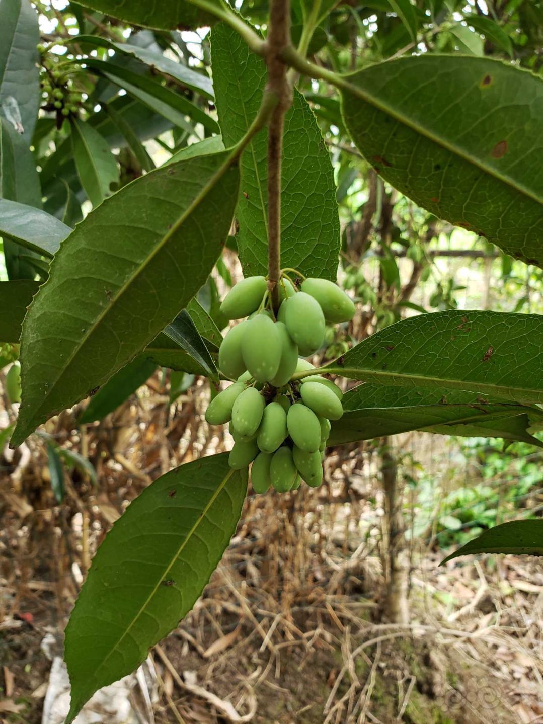 【交流】桂花果