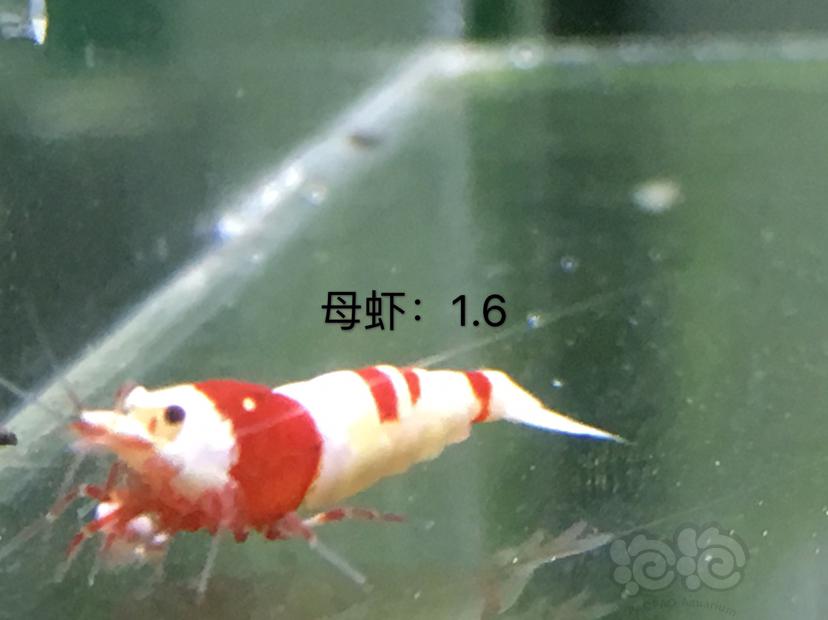 【虾】2020-01-07#RMB拍卖四公十母繁殖组-图8