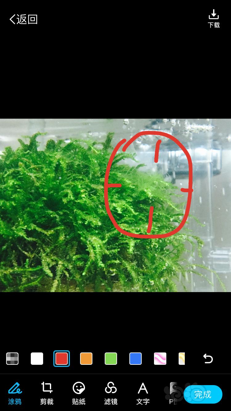 这是什么藻？-图2
