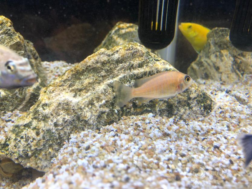 【三湖慈鲷】三湖慈鲷鱼苗
