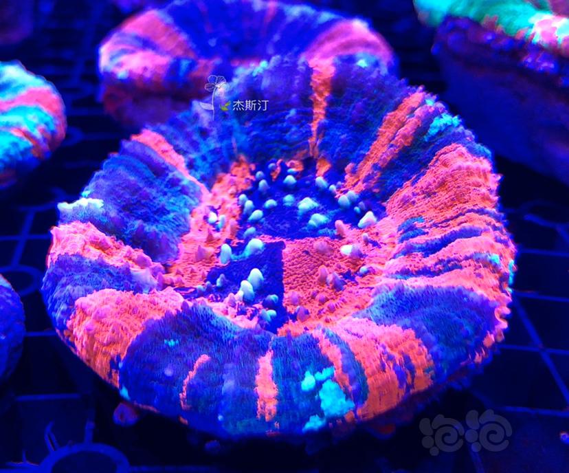 美丽的珊瑚👍🏿-图5