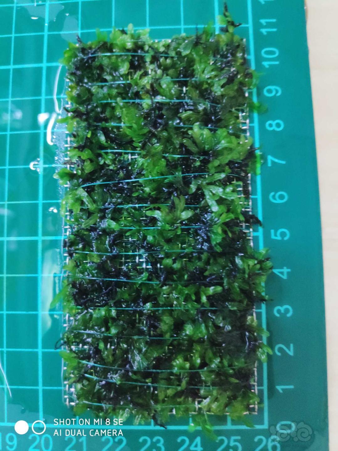 【水草】2020-01-04#RMB拍卖状态超好的厚板翅脉蕨1片-3-图3