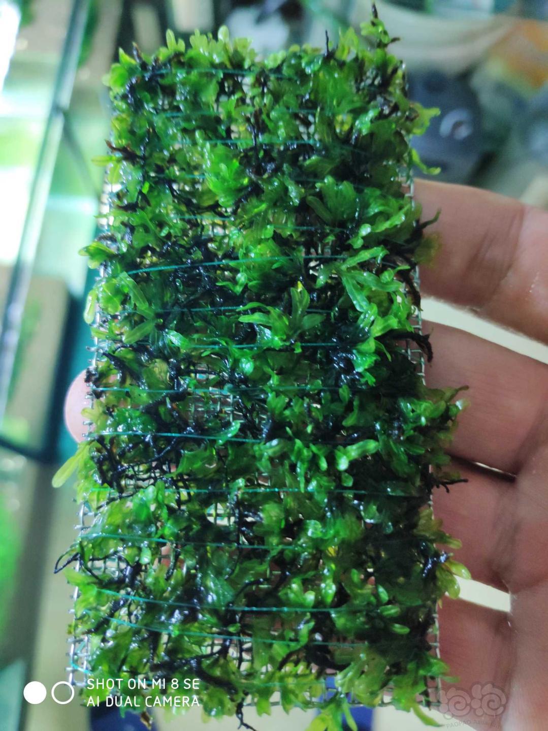 【水草】2020-01-04#RMB拍卖状态超好的厚板翅脉蕨1片-3-图1